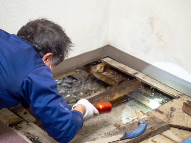 Best Mold Remediation  in Thiensville, WI