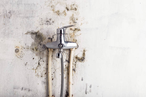 Best Mold Removal Near Me  in Thiensville, WI