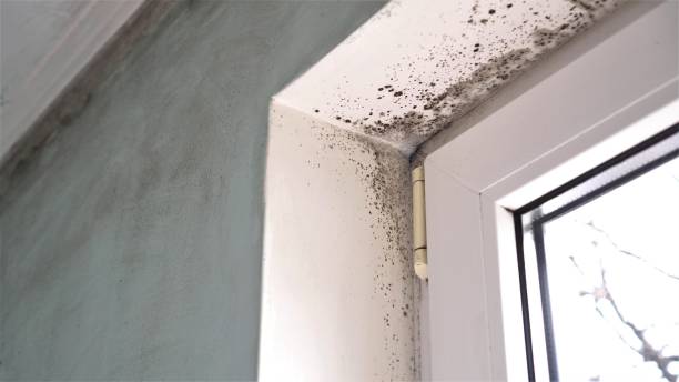 Best Attic Mold Removal  in Thiensville, WI