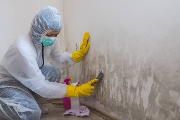 Mold Removal Process in Thiensville, WI