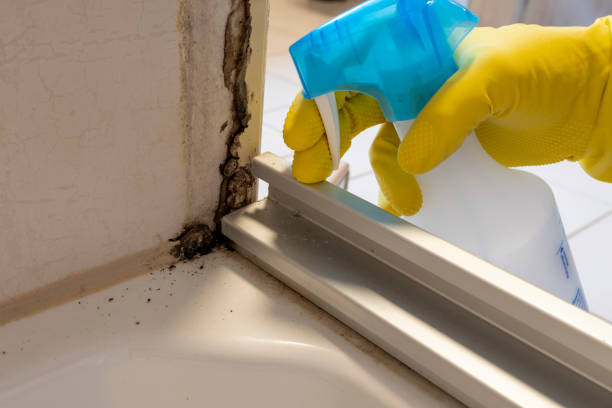 Best Certified Mold Removal  in Thiensville, WI
