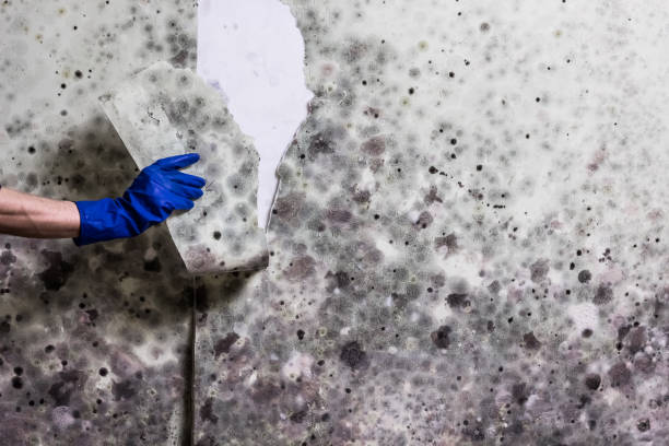 Best Mold Remediation Services  in Thiensville, WI
